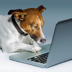 HDIDog154411681